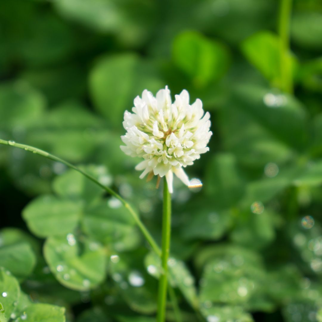 シロツメクサエキス